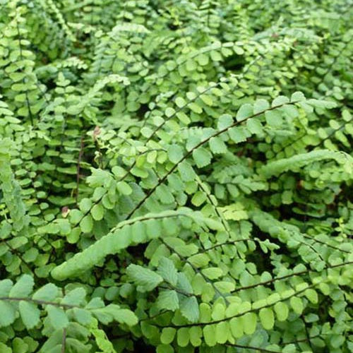 Varens - Steenbeekvaren - Asplenium trichomanes