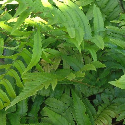Cycadina Niervaren - Dryopteris cycadina (atrata) - Bakker