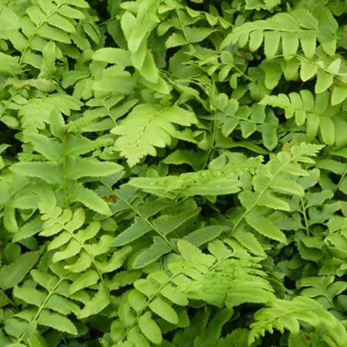Vaste planten - Kerst Naaldvaren - Polystichum acrostichoides