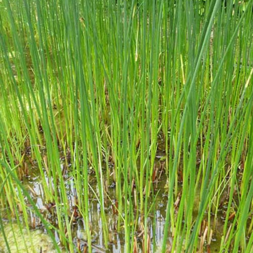 Schoenoplectus lacustris - Mattenbies - Siergrassen