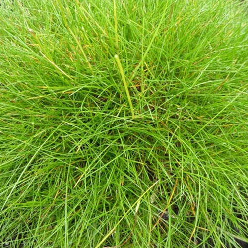 Festuca gautieri (scoparia) - Blauw schapegras Gautier - Schapenvenkel