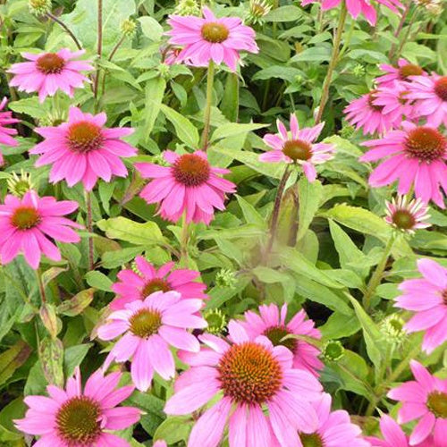Pow Wow Wild Berry Korenbloem - Bakker