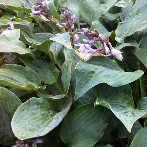 Hartlelie Winfield Blue Funkia - Bakker