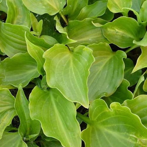 Hartlelie Invincible Funkia - Bakker