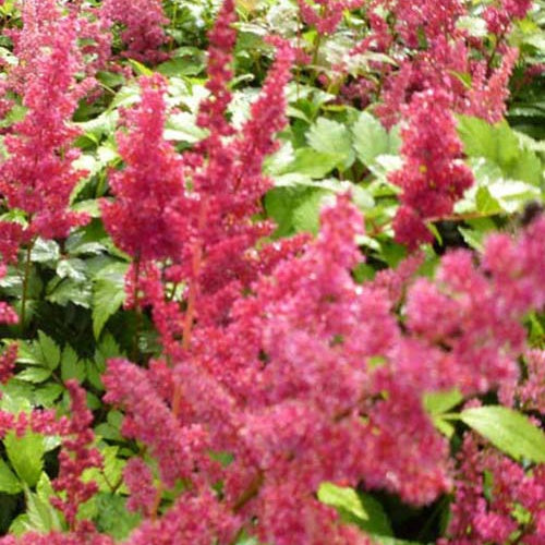 Pluimspirea Fanal - Bakker