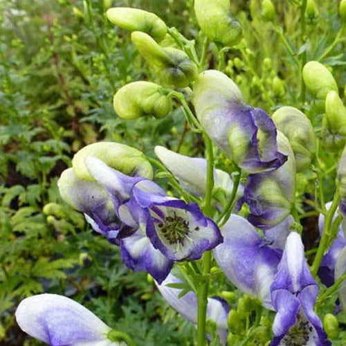 Monnikskap Bicolor - Bakker