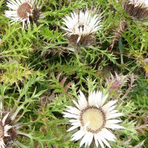 Zilverdistel - Bakker