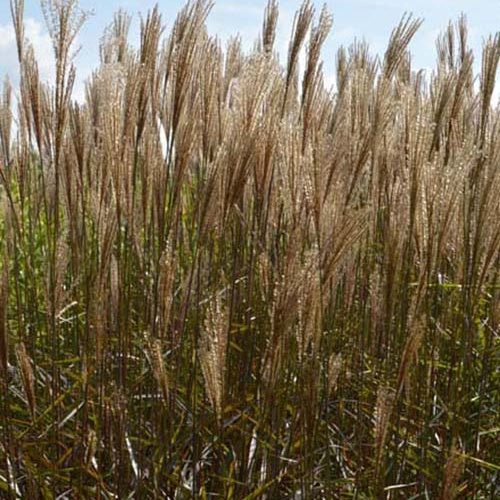 Miscanthus sinensis Dronning Ingrid - Chinees prachtriet Dronning Ingrid - Miscanthus - Chinees riet