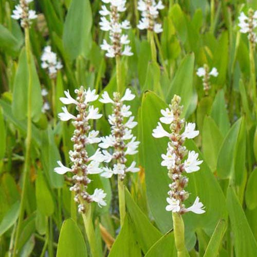 Snoekkruid 'White Pike' - Bakker