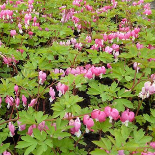 Verkoop Gebroken hartje - Dicentra spectabilis
