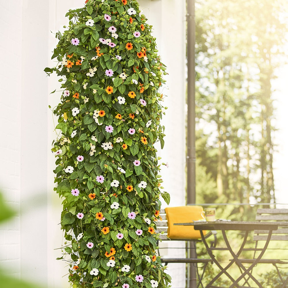 Thunbergia alata sunny susy® - Suzanne-met-de-mooie-ogen Mix - roze + oranje + wit (x3) - Klimplanten