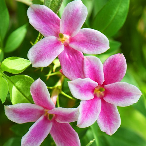 Roze Jasmijn Summer Scent geurend | Bakker – Bakker.com