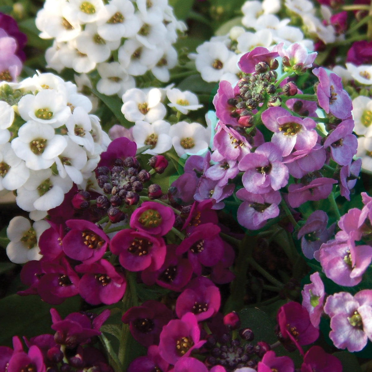 Sneeuwkleed (x3) - Lobularia Easy Breezy Mix - Bakker