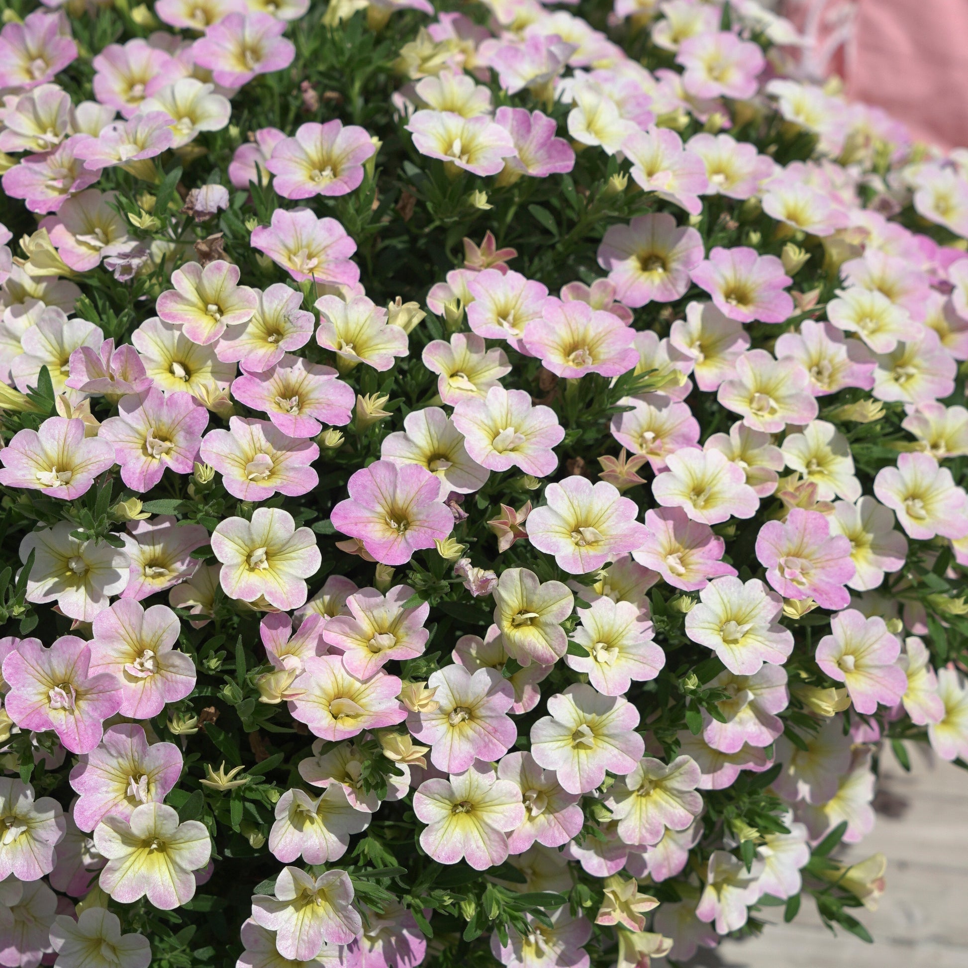Gevulde Mini Petunia pastelkleur (x3) - Calibrachoa Fancy Francy - Bakker