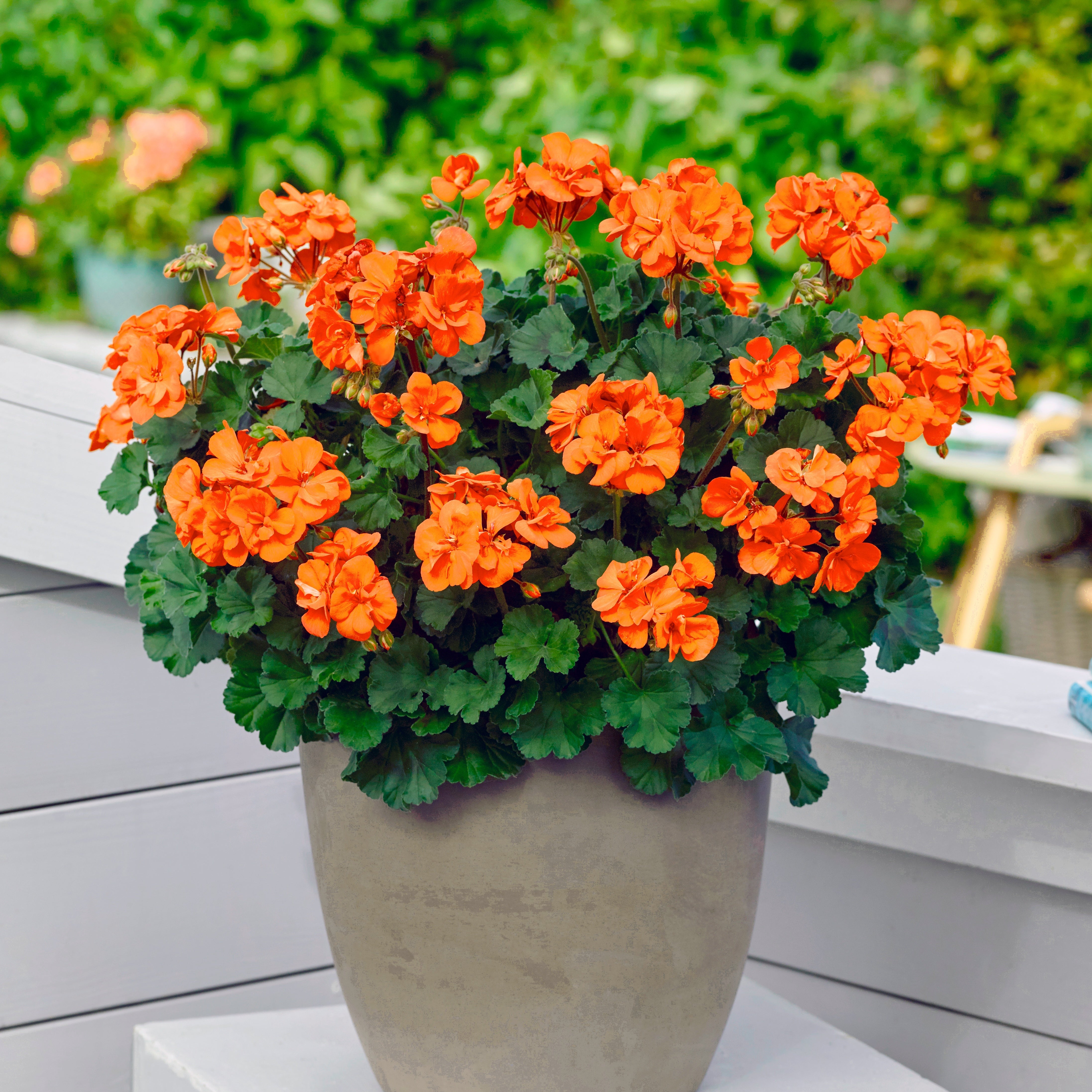 Orange Geraniums Geranium Savannah Oh So Orange 140mm The Jungle Orange Geraniums Geranium Savannah Oh So Orange 140mm The Jungle