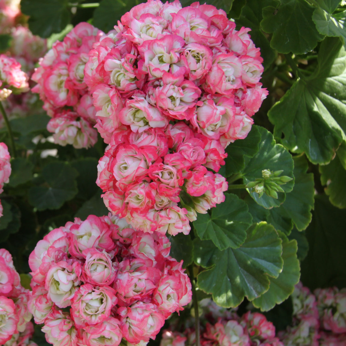 Geranium 'Appleblossom' (x3) - Pelargonium zonale apple blossom - Bakker