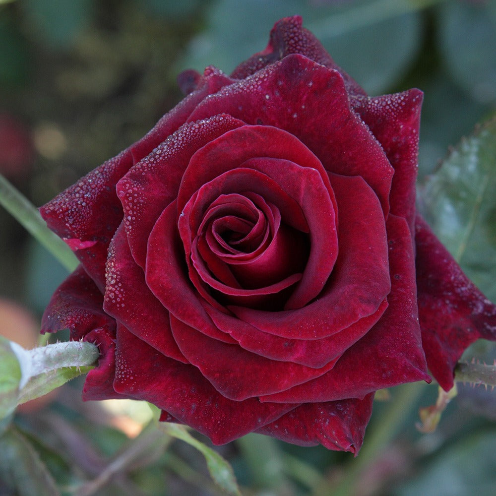 Collectie grootbloemige rozen (Black Baccara, Candy stripe, Helga) (x3) - Rosa 'black baccara', 'candy stripe', 'helga' - Bakker