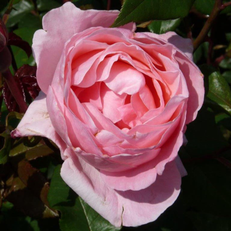 Roos 'Queen Elisabeth' - Bakker