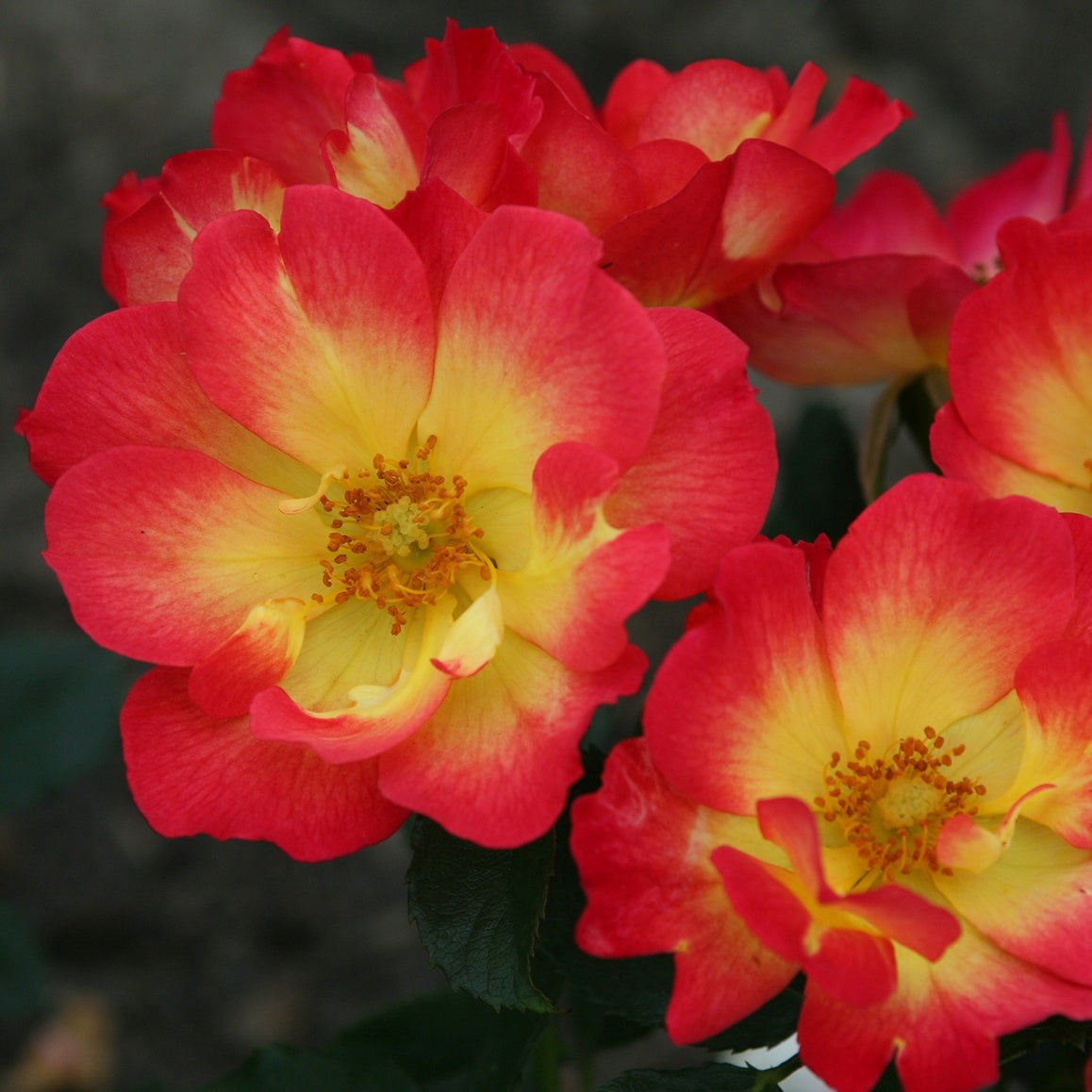 Roos 'Summer of Love'® - Rosa Summer of Love® - Bakker