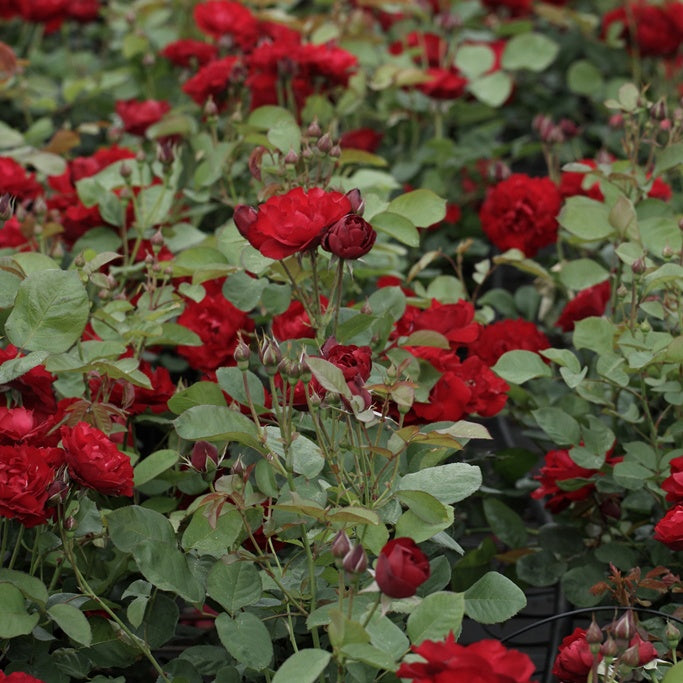 Roos 'Lili Marlène' - Bakker