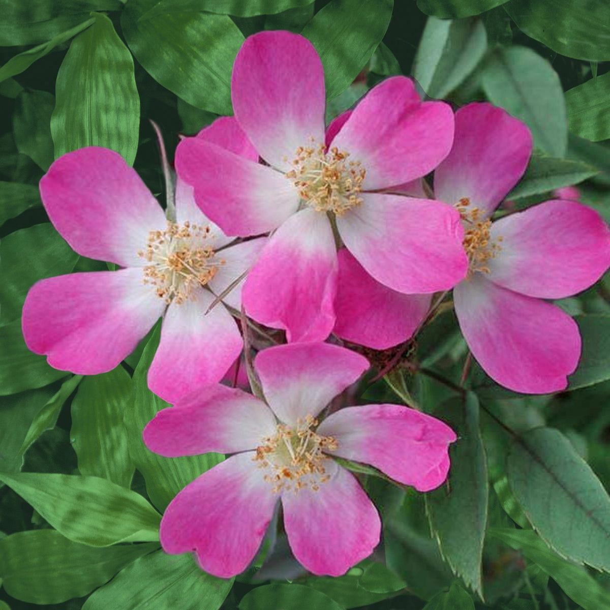 Roos 'Glauca' - Bakker