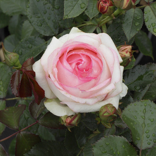 Klimroos Mix 'Pierre de Ronsard' + 'Rosier Eden' + Rose 85' + 'Rosier Eden' - Bakker