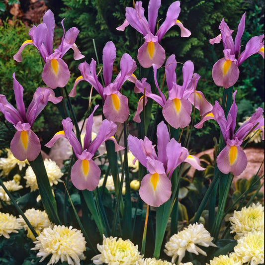 Iris Hollandica King Mauve (x10) - Bakker