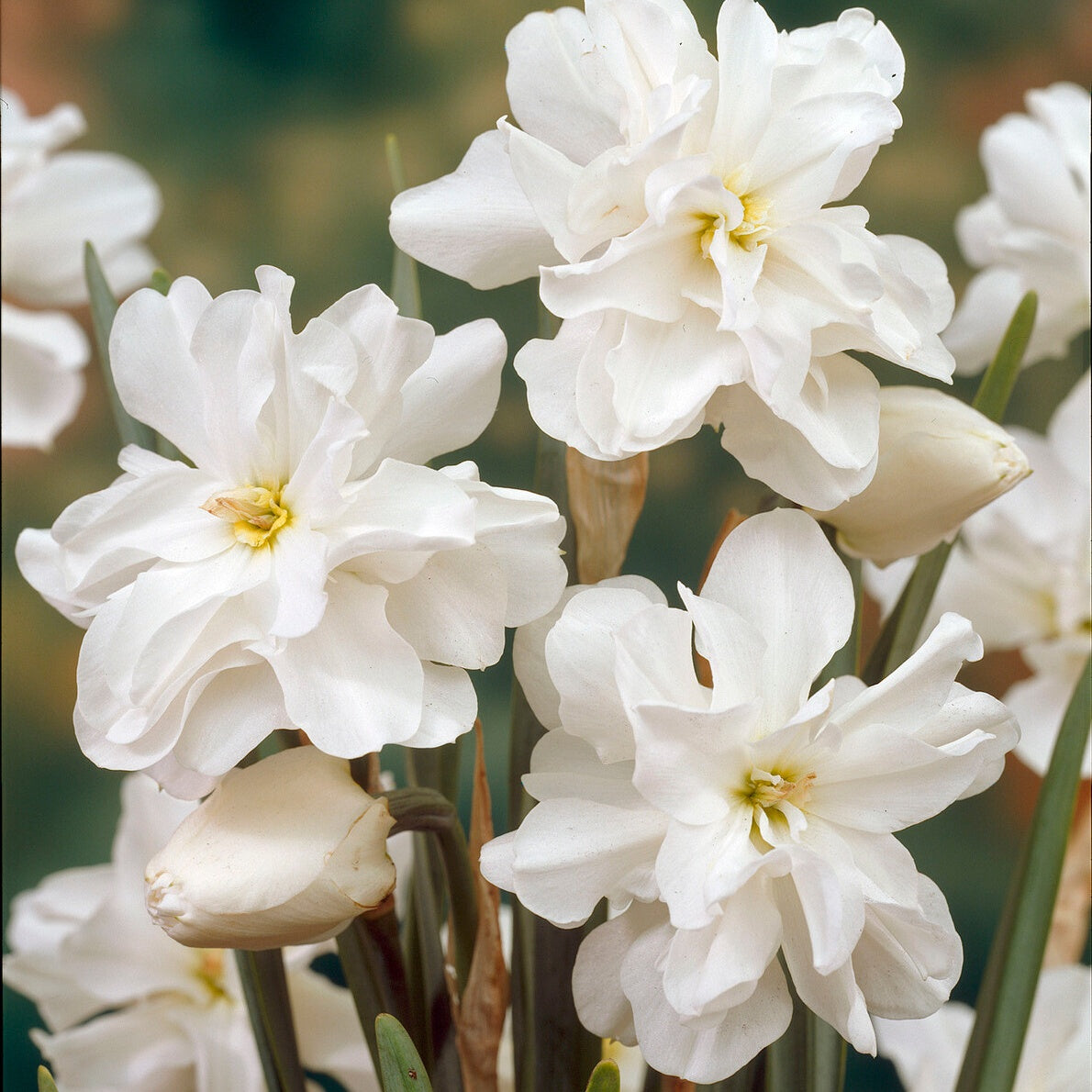 Narcissen Albus plenus (x10) - Bakker