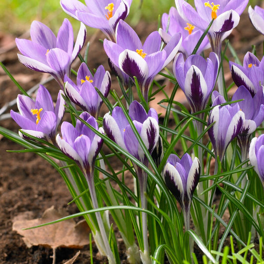 Crocussen Spring Beauty (x10) - Bakker