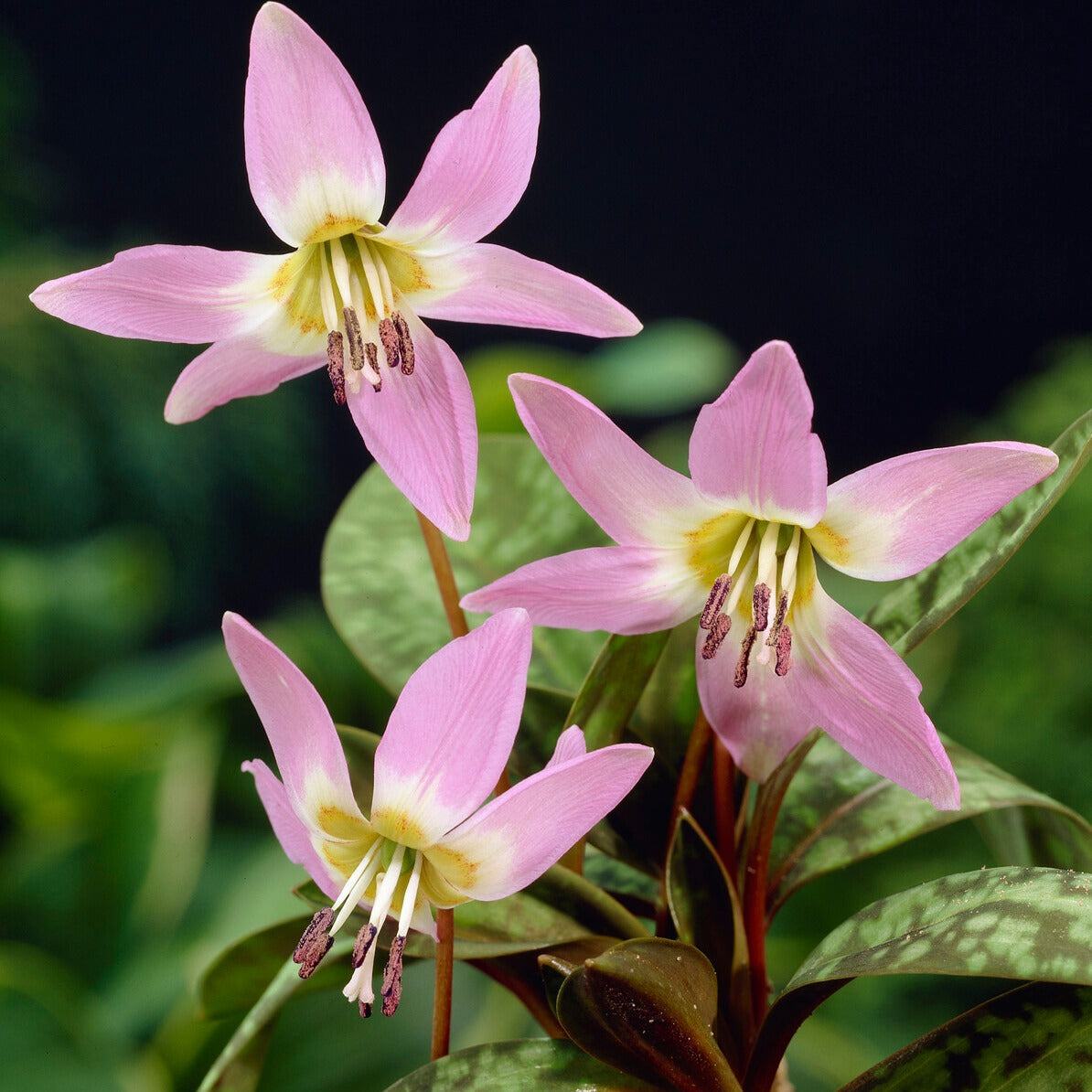 Erythronium Purple King* - Bakker