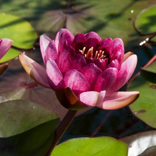 Waterlelie 'Perry's Almost Black' rood - Nymphaea 'Perry's Almost Black' - Bakker