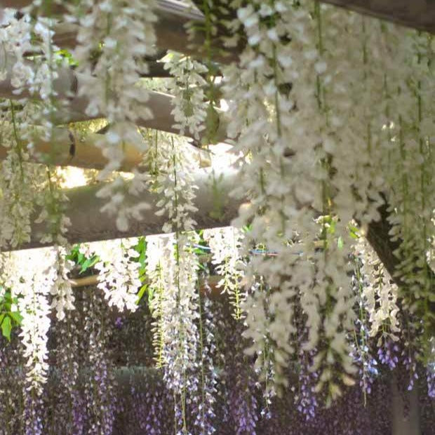 Witte regen 'Alba'- op stam - Wisteria sinensis alba - Bakker