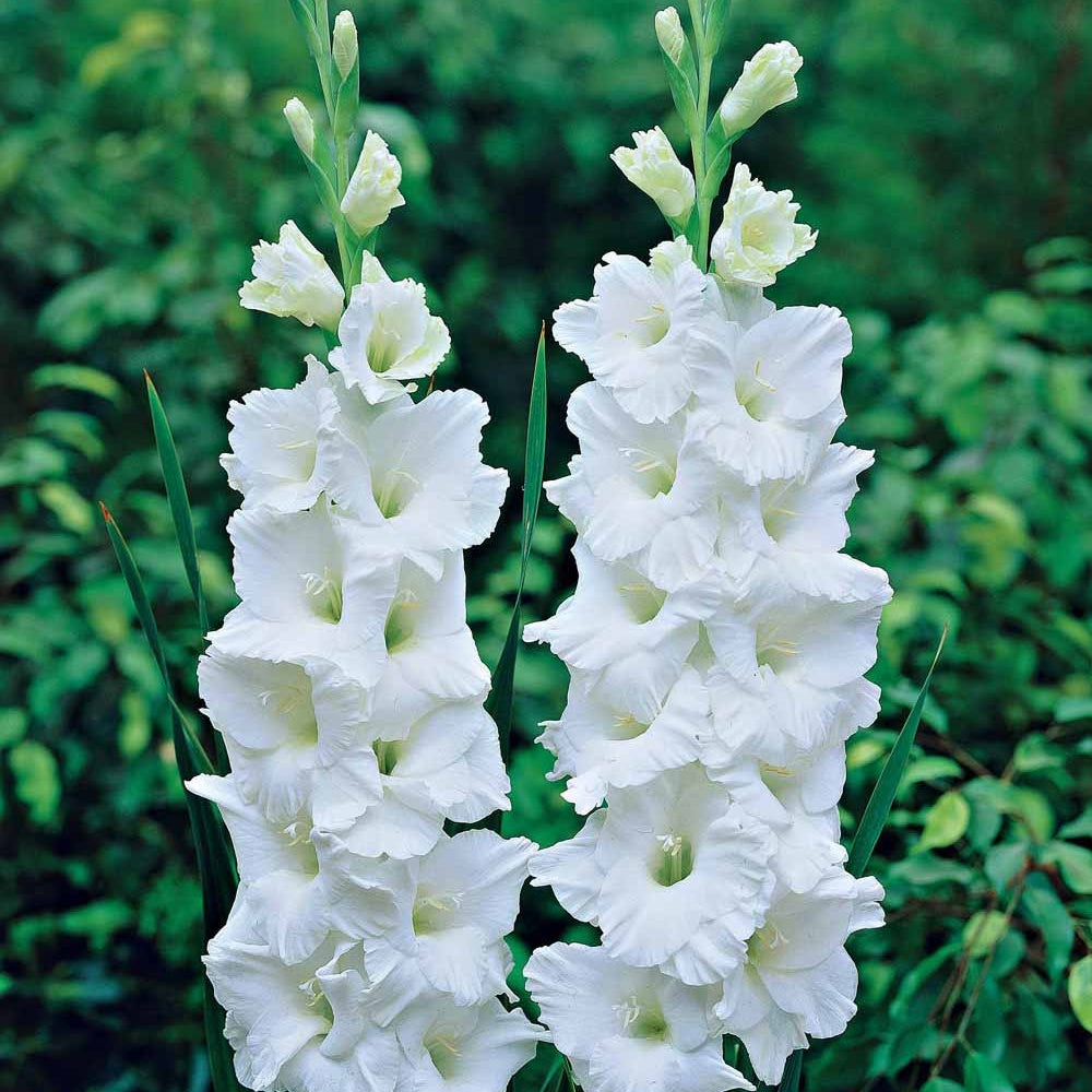 Gladiool 'White Prosperity' (x25) - Gladiolus white prosperity - Bakker