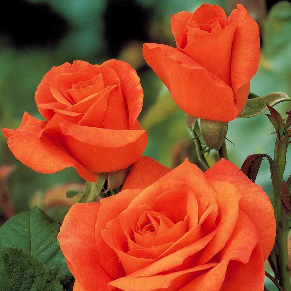 Rosa doris tysterman - Roos 'Doris Tysterman'® - Grootbloemige rozen