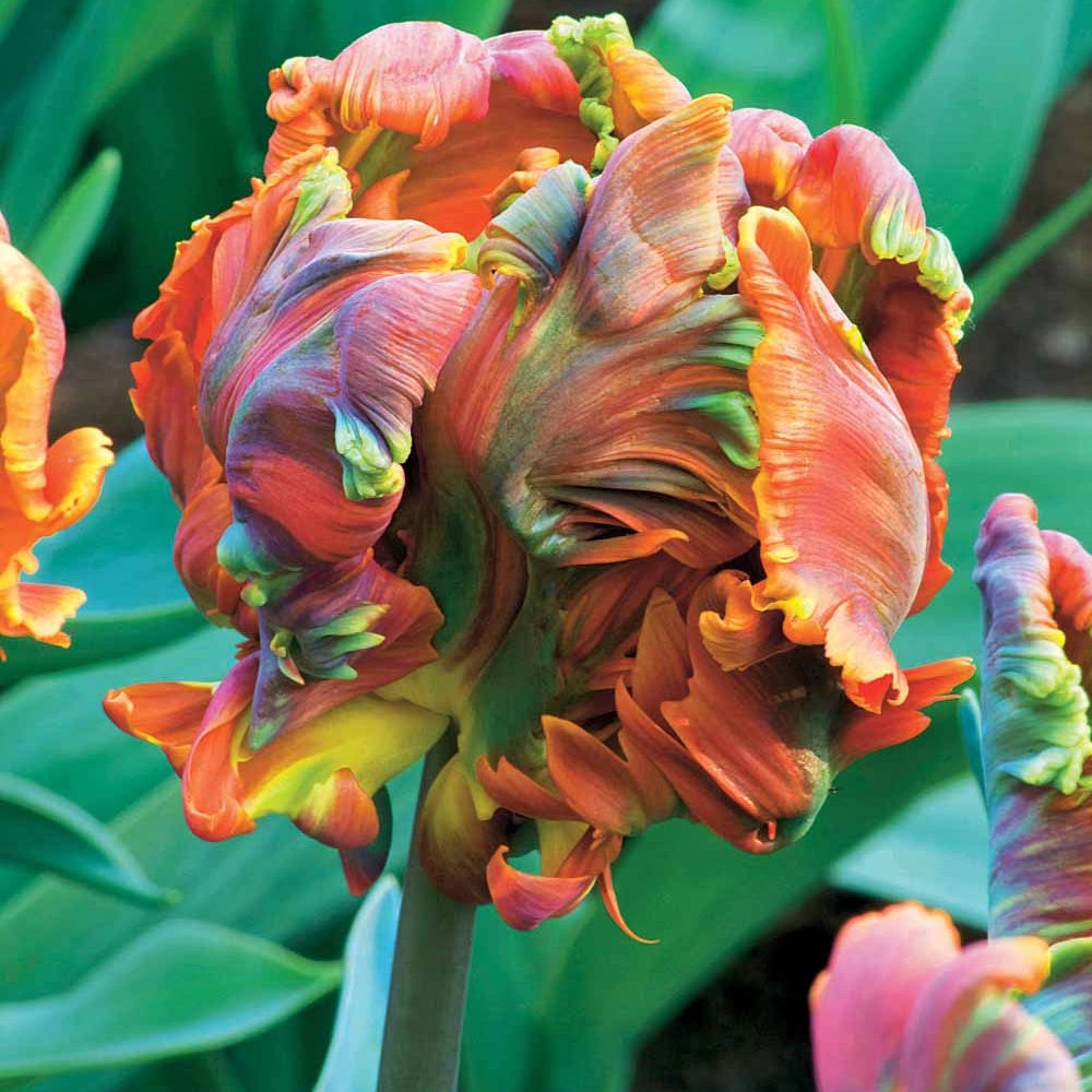 Parkiet Tulpen Blumex (x6) - Bakker