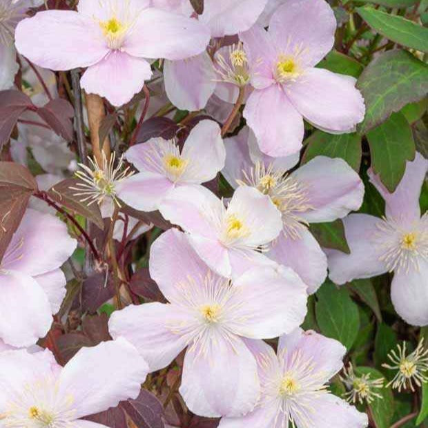 Clematis - Bosrank 'Mayleen' - Clematis montana Mayleen