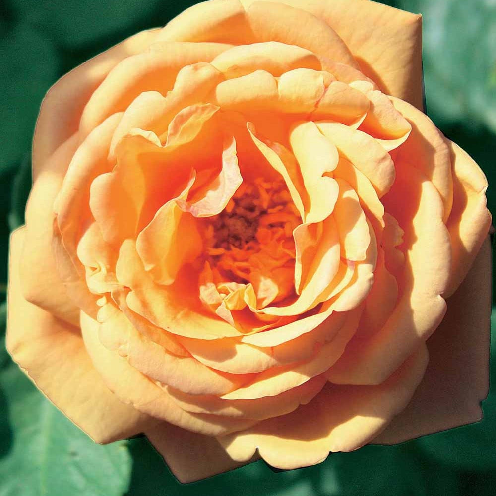 Engelse roos Charlie Ausgreen® - Bakker