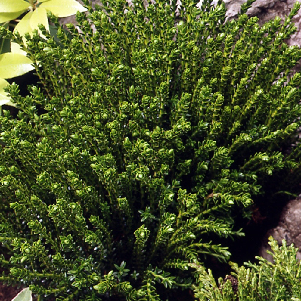 Balkon- en terrasplanten - Struik veronica 'Emerald Green' - Hebe Emerald Green
