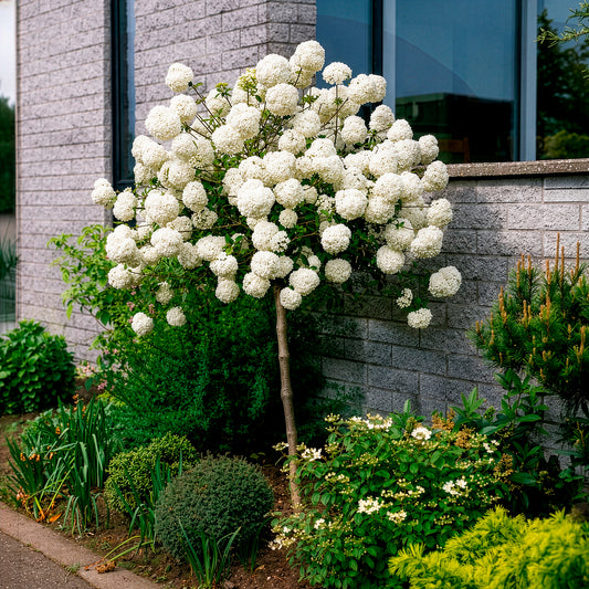 Viburnum eskimo - Sneeuwbal 'Eskimo' - op stam - Heesters