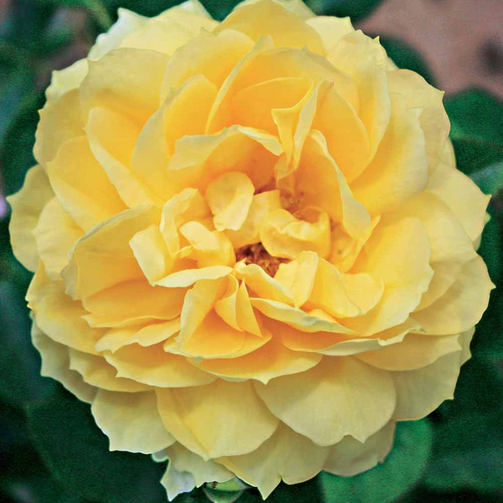 Geurende rozen - Eilandroos Bahama ® Intercomham - Rosa bahama ® intercomham