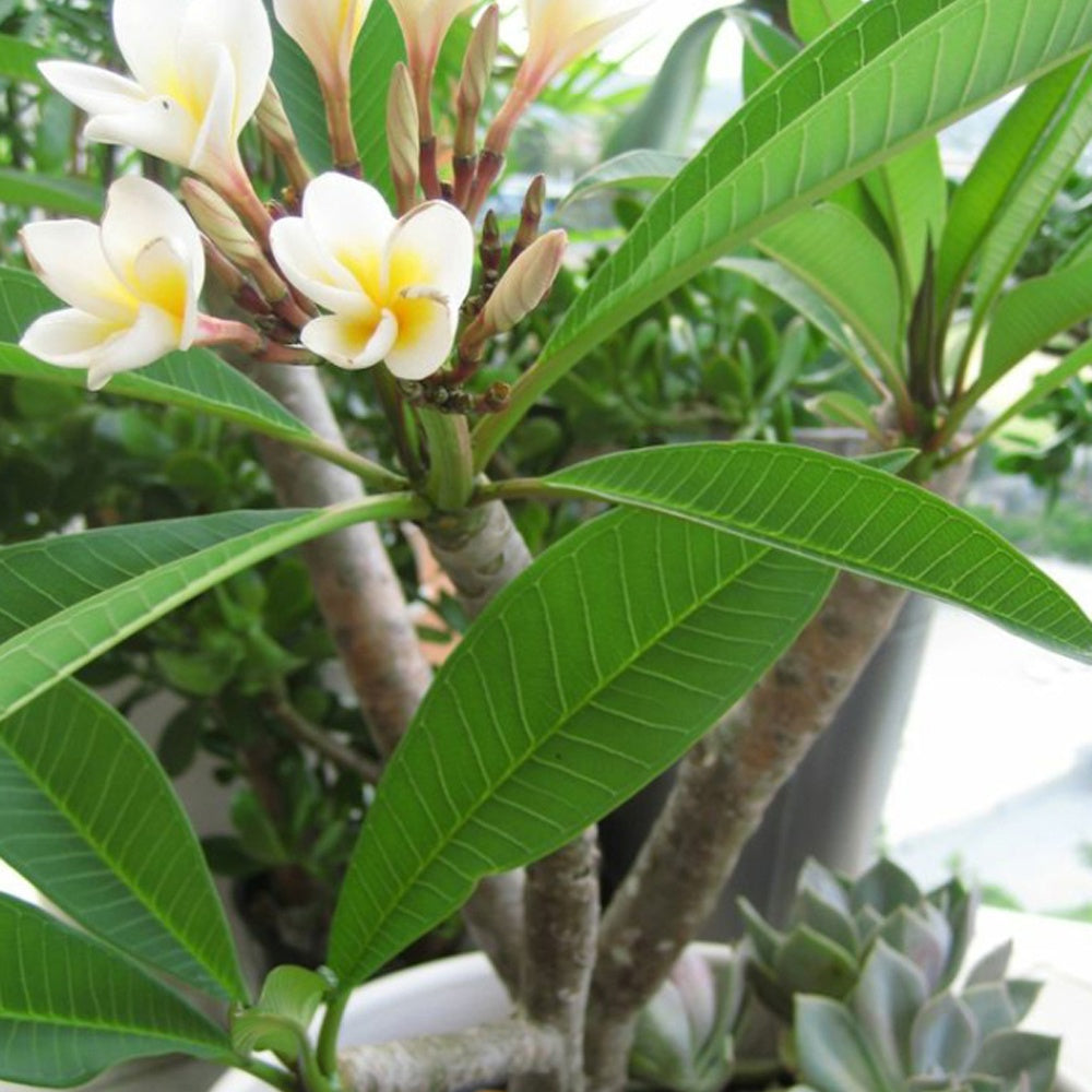 Verkoop Frangipani