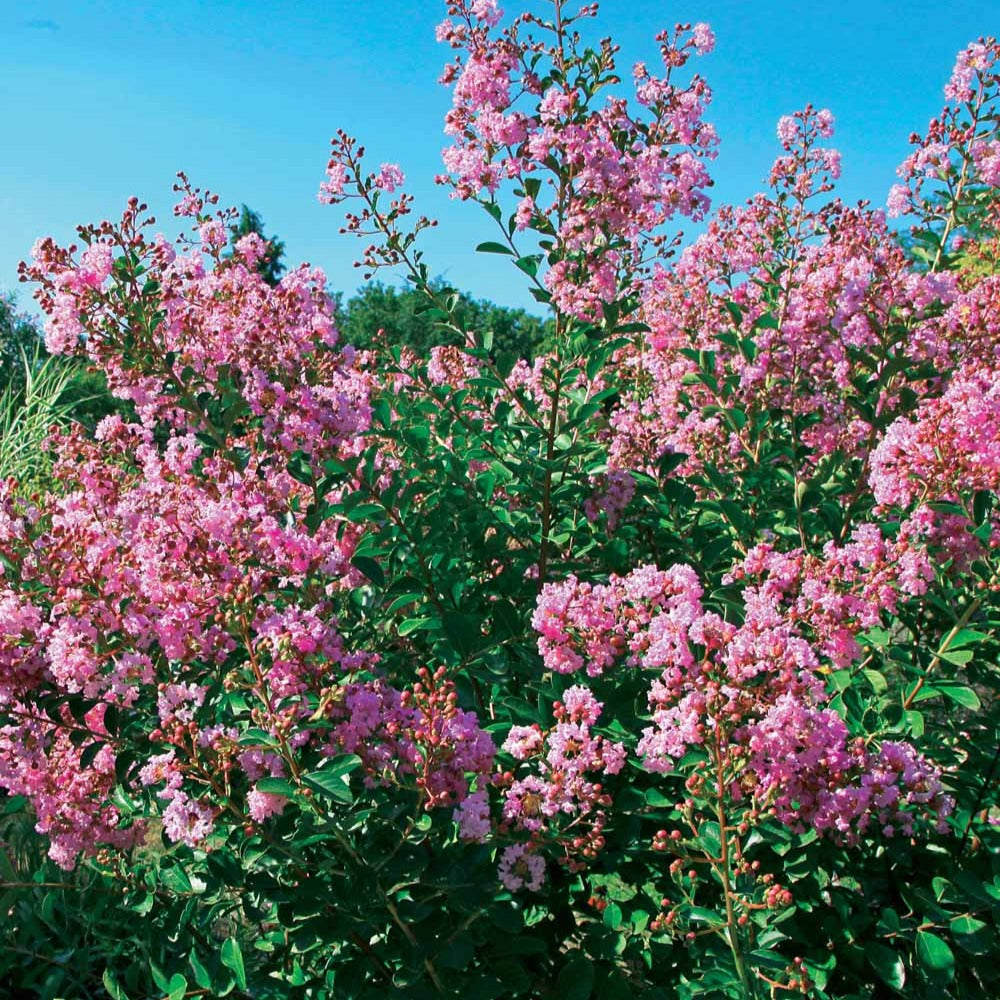 Indische sering - 'Petit Pink' - Lagerstroemia indica Petit Pink - Bakker
