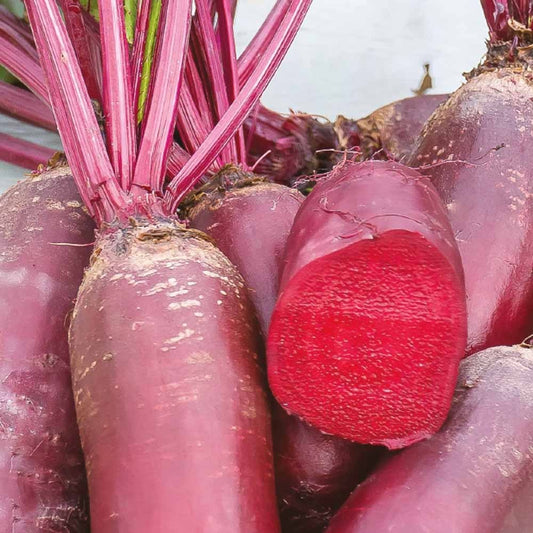 Rode biet 'Cylindra' - BIO - Bakker