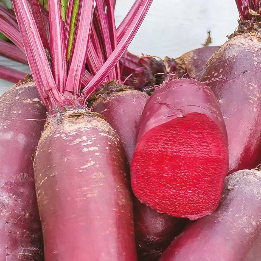 Rode biet 'Cylindra' - BIO - Bakker