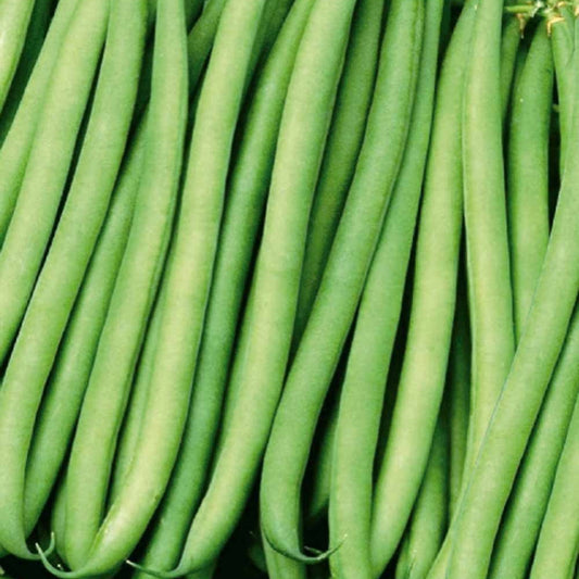 Stamslaboon Kylian - Bakker