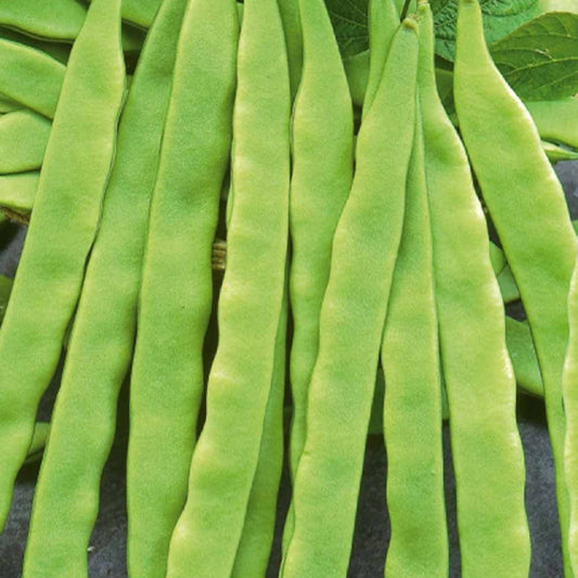 Snijboon 'Helda' - Bakker