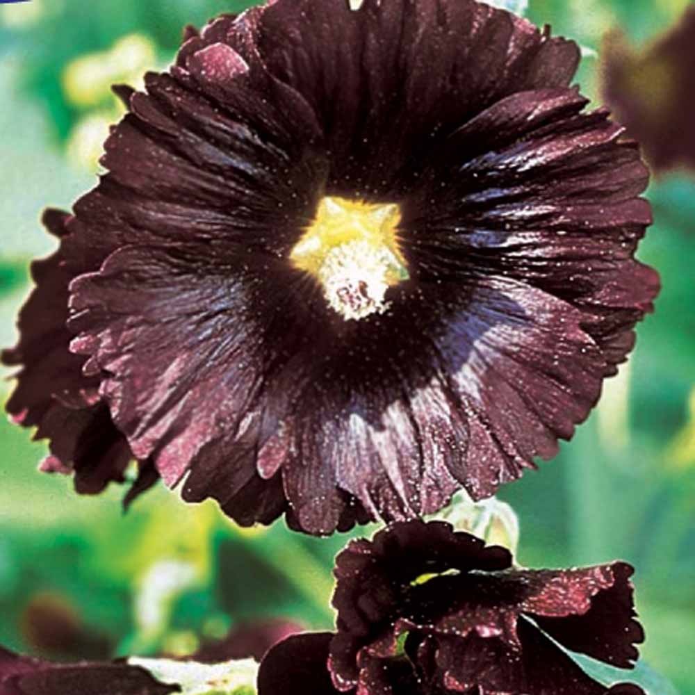 Bloemzaden voor perken en borders - Stokroos 'Jet Black' - Alcea rosea var. nigra