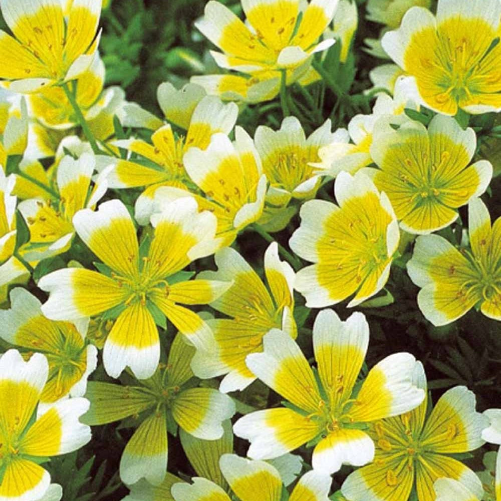 Terras en balkon - Moerasbloem - Limnanthes douglasii