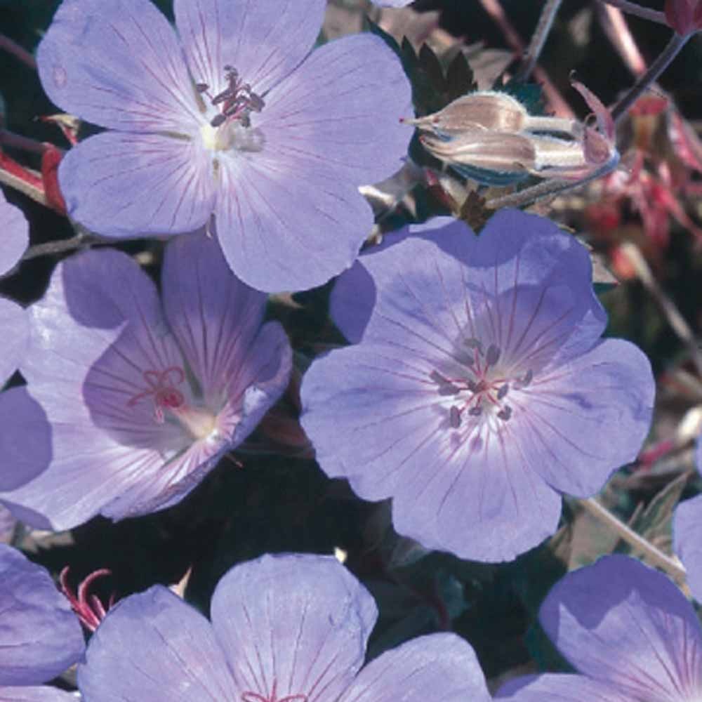 Beemdooievaarsbek - Blauw - Geranium pratense - Bakker