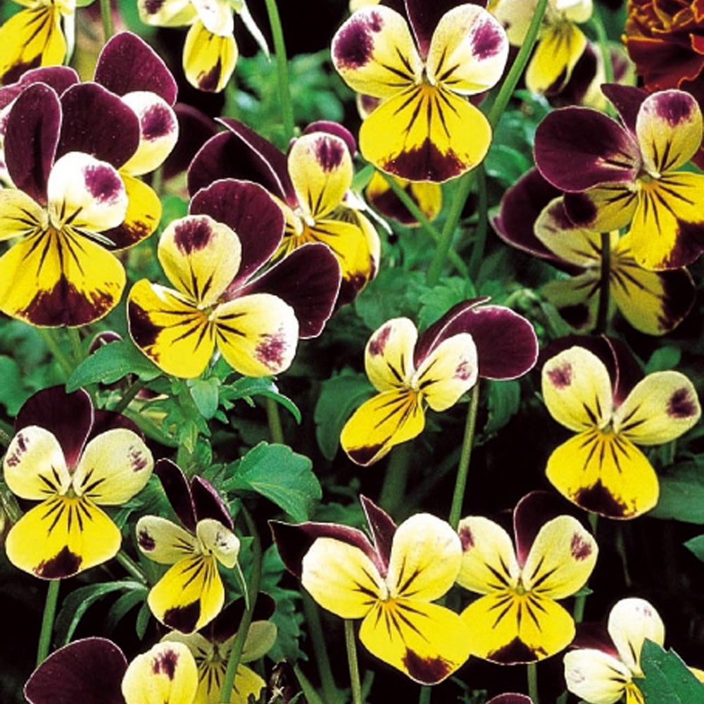 Hoornviooltje 'Helen Mount' - Viola cornuta helen mount - Bakker